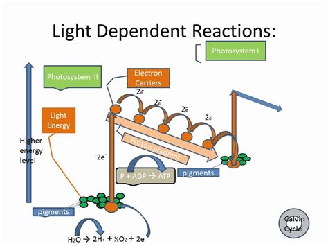 Light Dependent Reactions - YouTube