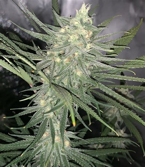 Blue Dream Seeds | Feminized And Autoflowering Blue Dream Strain