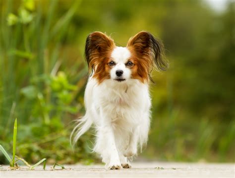 10 Least Smelly Dog Breeds