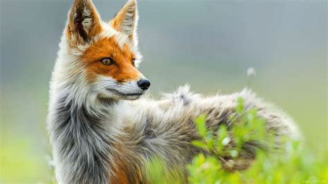 Wild Fox Art, HD Artist, 4k Wallpapers, Images, Backgrounds, Photos and Pictures