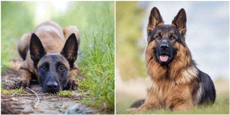 Belgian Malinois vs German Shepherd Top 11 Differences - Marvelous Dogs