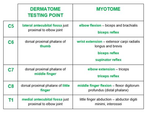 Nerve Supply to the Upper Limb | Anatomy | Geeky Medics