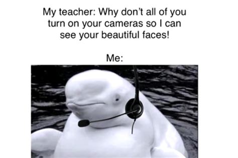 Beluga Whale Meme