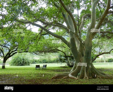 Wild fig tree hi-res stock photography and images - Alamy