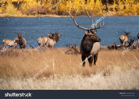 Bull Elk Large Antlers Cows Golden Stock Photo 1833441049 | Shutterstock