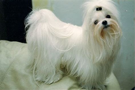 Breeds Dog: Maltese Dog Basic Training