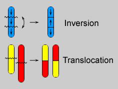 Chromosomal Mutations Translocation