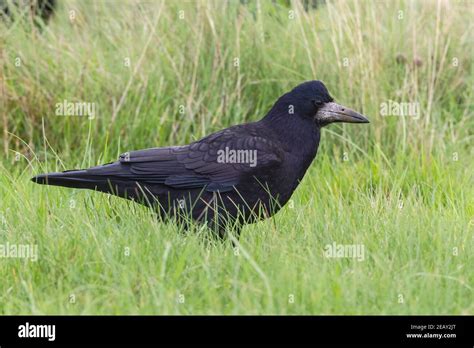 Eurasian rook, Corvus frugilegus, single bird feeding on short vegetation, Norfolk, United ...