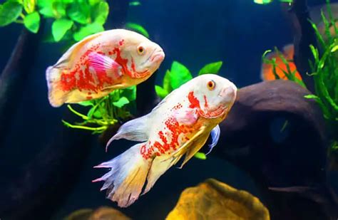 Oscar Fish - Description, Habitat, Image, Diet, and Interesting Facts