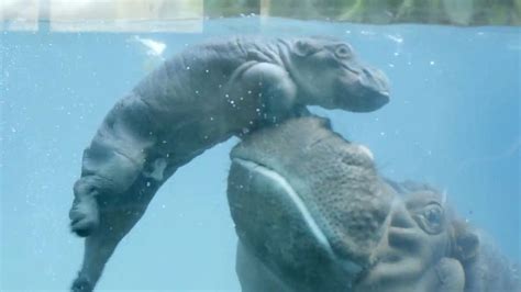 Bouncing Baby Hippo Learns to Swim With a Little Boost From Mom Video ...