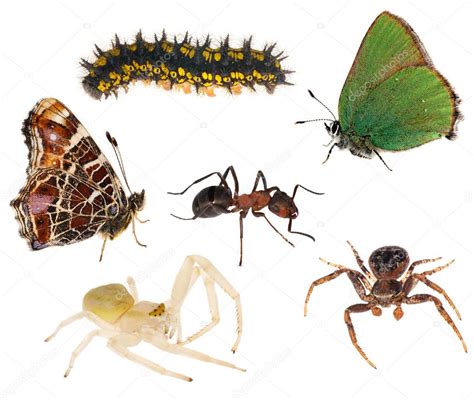 Group of insects isolated on white — Stock Photo © Dr.PAS #6785231