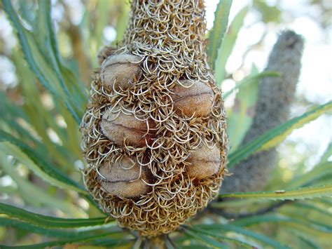 Free picture: banksia, cone, seed, pods, edgewater