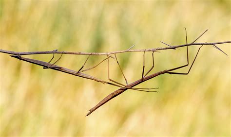 Facts About the Walking Stick Bug | Sciencing