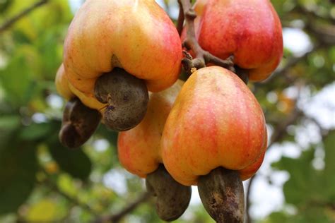 cashew tree fruit in Brazil | Smithsonian Photo Contest | Smithsonian Magazine