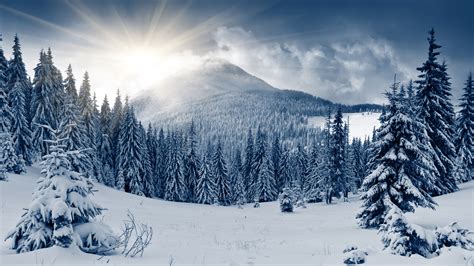 Winter Forest Wallpapers - Wallpaper Cave