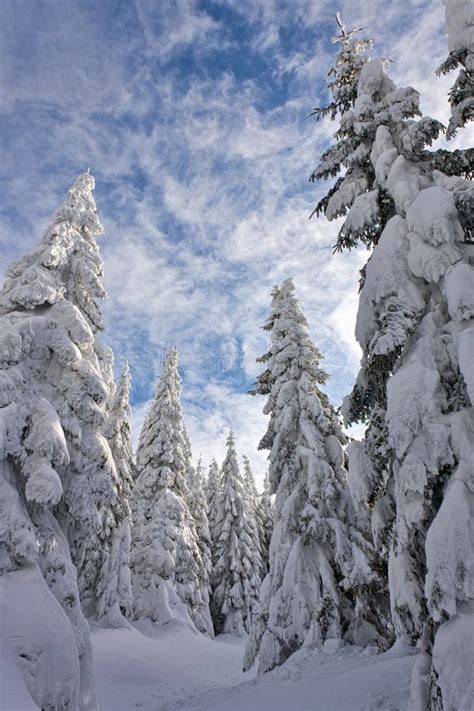 Snowy pine forest stock image. Image of climate, flora - 23137519