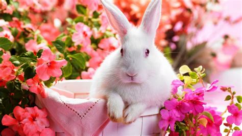 Cute Rabbit Wallpaper HD ~ Cute Wallpapers