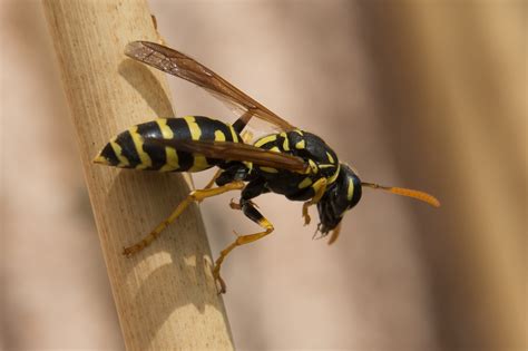 Difference Between Wasp and Hornet Sting | Compare the Difference ...