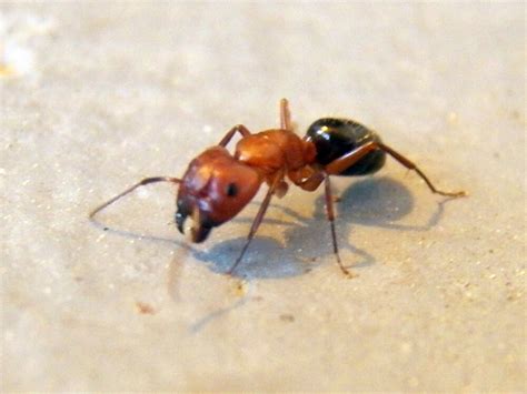 19 Black and Red Ants (Pictures and Identification Guide)