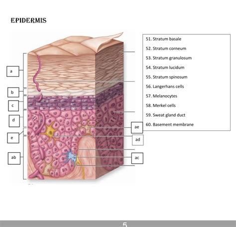 [Solved] can I get this labeled. EPIDERMIS 51. Stratum basale 52. Stratum... | Course Hero