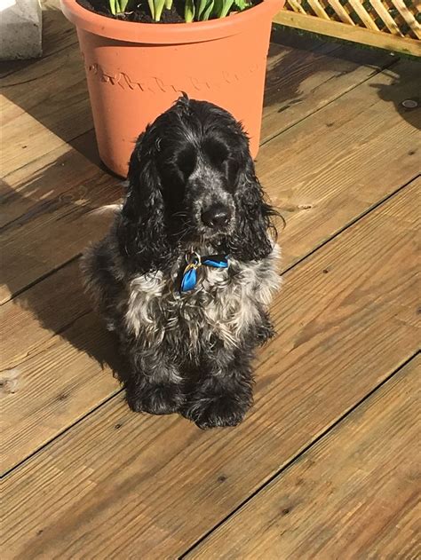 Poppy sunbathing | Cocker spaniel dog, Cocker spaniel puppies, Cocker spaniel