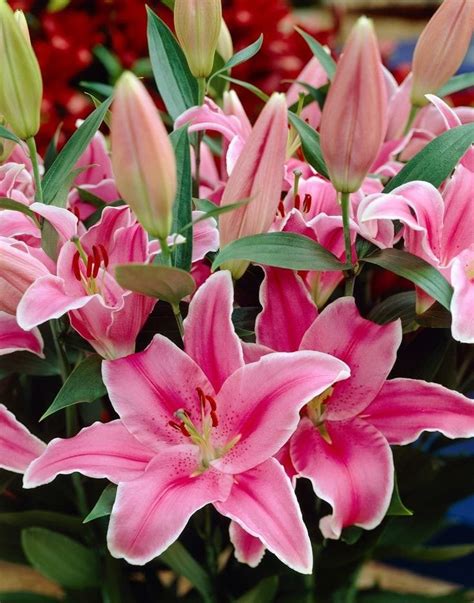 Asiatic Lily Bulbs - Wholesale Price & Mandi Rate for Asiatic Lilium Bulb