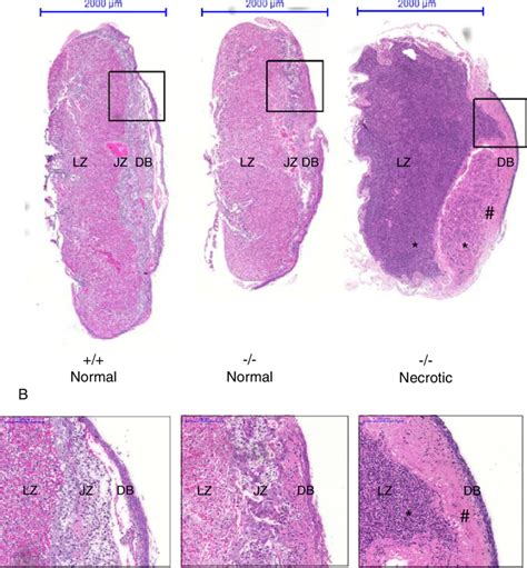 Histology of placentas. a Cross-section and HE stain of a placenta from ...