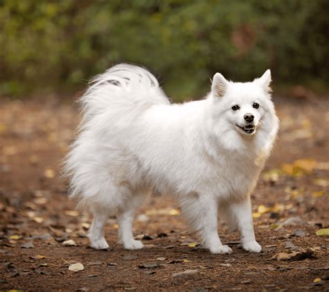 40+ Fluffy Dog Breeds That'll Melt Your Heart (Small, Medium, and Large) - Woof! It's Zelda