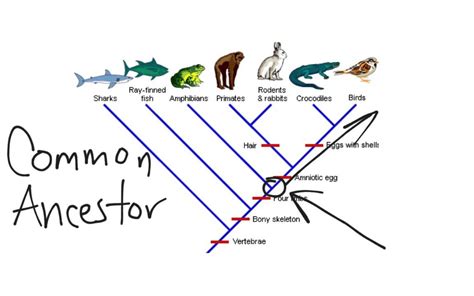 Let's Build A Cladogram Worksheet Key