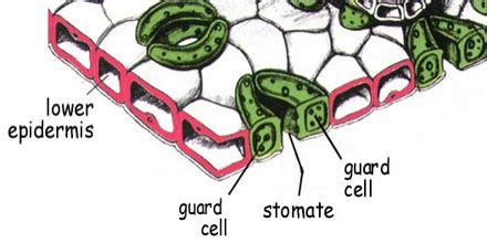 Lower Epidermis - QS Study