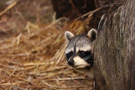 The Raccoon: Characteristics, Behavior, and Habitat - My Animals