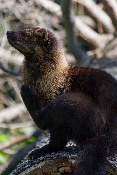 Fisher Cat Attack Noise