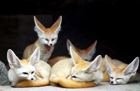 Fennec Fox Facts (Vulpes zerda)