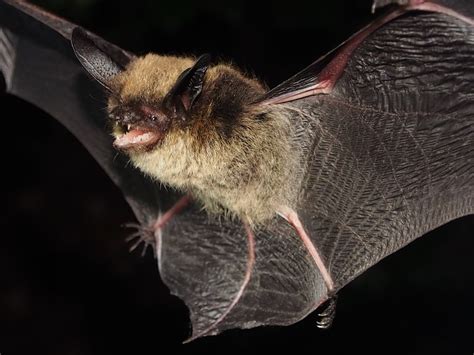 Species Spotlight: The Long-eared Myotis Bat!