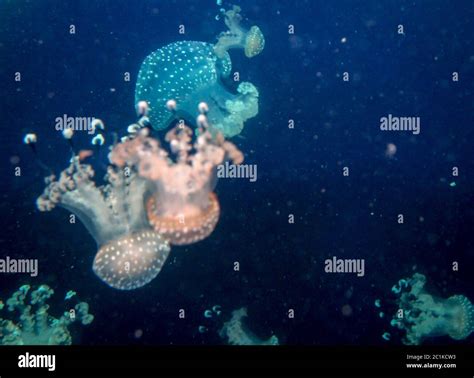 Detail of jellyfish, medusa Stock Photo - Alamy