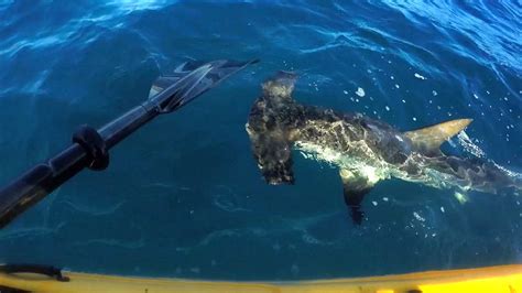 California Kayak Fisherman Mark McCracken Fends Off 'Aggressive' Hammerhead - NBC News