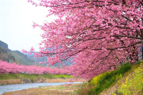 Cherry Blossom Season in Kawazu, Japan Has Arrived—Take a Look - Condé Nast Traveler