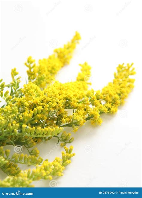 Flowering yellow gorse stock photo. Image of fabaceae - 9875092