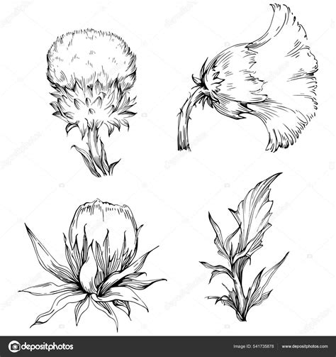 Thistle Flower Hand Drawing Black White Clip Art Isolated Stock Vector Image by ©AcantStudio ...