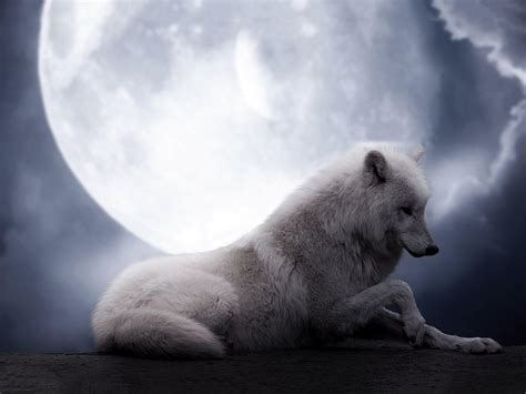 Wolf Howling Wallpapers - Wallpaper Cave