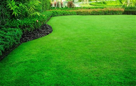 How to Care for New Lawn Grass | The Urban Crews