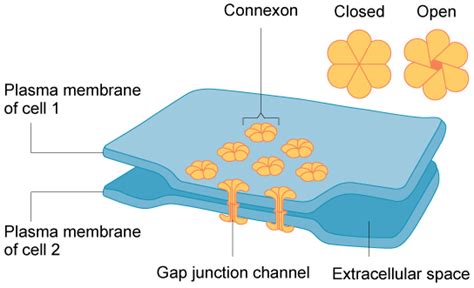 Gap Junction | Introduction, Structure & Functions