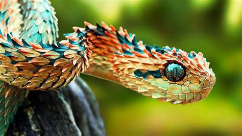 THE RAREST SNAKES In The World | Animales únicos, Lagarto, Hispida