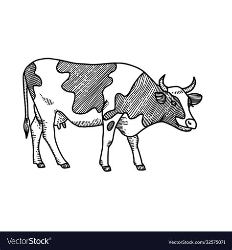 Hand drawn cow sketch engraved style isolated Vector Image