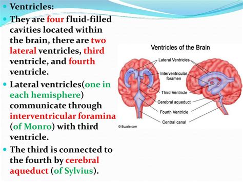 PPT - CSF and Ventricular System PowerPoint Presentation, free download - ID:2129658