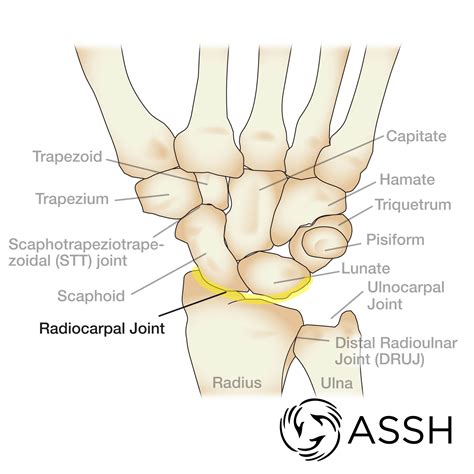 Body Anatomy: Upper Extremity Joints | The Hand Society