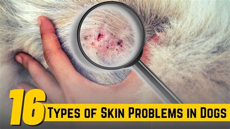 What Causes Bacterial Skin Infections In Dogs