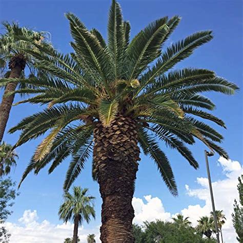 Canary Island Date Palm Tree Seeds, Phoenix Canariensis, a.k.a ...