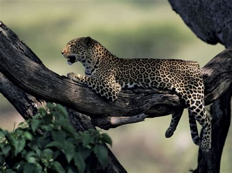 Leopard | Description, Habitat, & Facts | Britannica