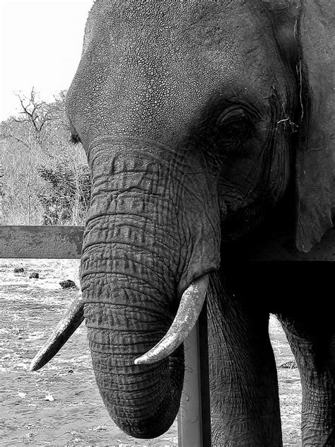 elephant texture by emilyrose727 on DeviantArt